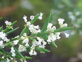 Description de l'image Colletia paradoxa0.jpg.