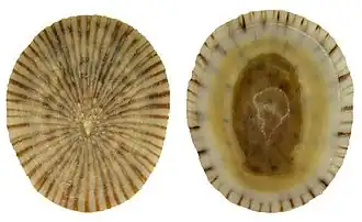 Collisella antillarum (Lottiidae).