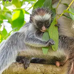 Individu consommant une jeune pousse