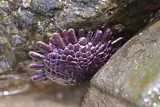 Les puissants podia de cet oursin lui permettent de tenir à l'envers.