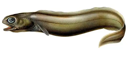 Coloconger raniceps, un Colocongeridae