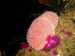 Botrylloides leachii