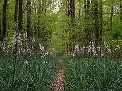 Colonie d'asphodèles blancs