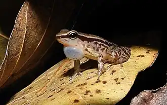 Description de l'image Colostethus ruthveni.jpg.