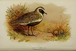 Illustration représentant un Pluvier doré en plumage nuptial, dans un décor végétal, avec une légende en anglais : « Pluvier doré en été, Charadrius pluvialis, Linné ».