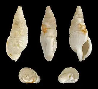 Colubraria tortuosa, un Colubrariidae