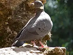 Columba albitorques