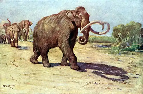 Reconstitution de Mammuthus columbi