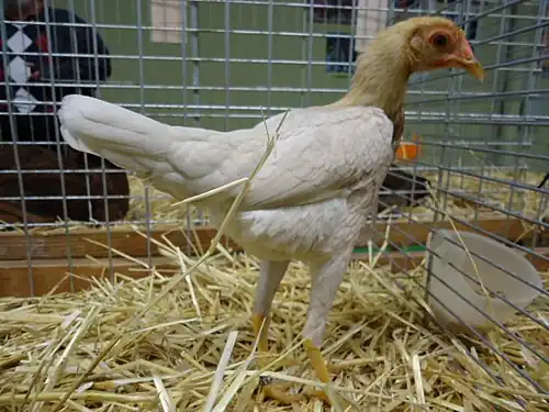 Poule Combattant anglais moderne naine, variété saumon blanc doré