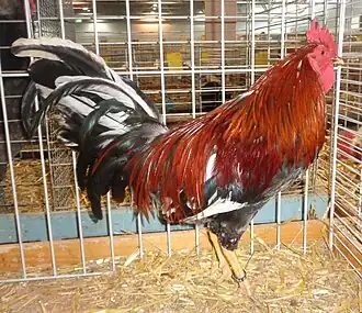 Coq combattant espagnol tricolore