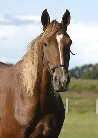 Image illustrative de l’article Commander Crowe