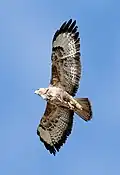 Buse variable, Buteo buteo.