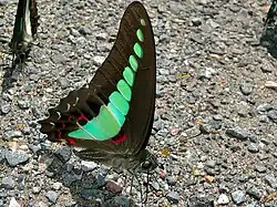 Voilier bleu Graphium sarpedon (Papilionidae)