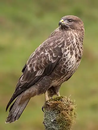 Oiseau rondouillard vu de profil posé sur un piquet en bois. Petite tête avec bec crochu, dos brun foncé et ventre clair.
