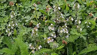 Euphrasia nemorosa (Terre-Neuve-et-Labrador, Canada).