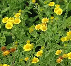 Inflorescence de Pulicaire dysentérique