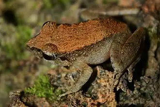 Description de l'image Common Forest Frog (Platymantis dorsalis)4.jpg.