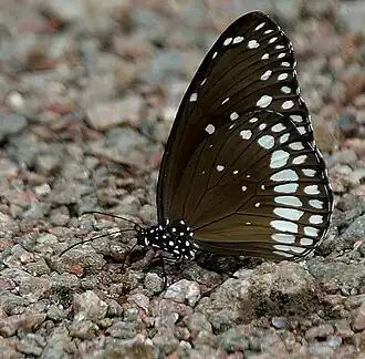 Description de l'image Common Indian Crow (Euploea core) in Kawal, AP W IMG 1808.jpg.