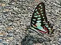Graphium doson (Papilionidae)