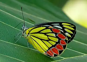 PierinaeDelias eucharis