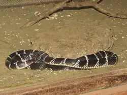 Spécimen en captivité en Inde.