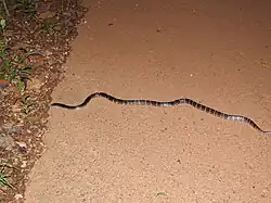 Cette espèce est souvent rencontrée la nuit.