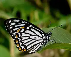 Papillon posé sur une feuille avec les ailes repliées. Ses ailes sont blanches avec des traits noirs et des tâches jaunes.