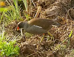 Gallinule poule d'eau.