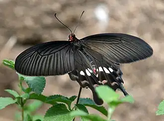 Description de l'image Common Rose (Pachliopta aristolochiae) in Hyderabad W IMG 8713.jpg.