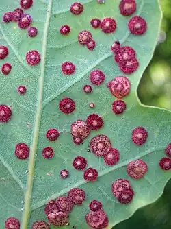 Galle-lentille de Neuroterus quercusbaccarum.