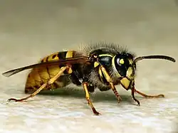 Vespula vulgaris
