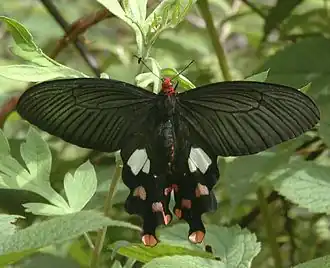 Description de l'image Common Windmill - Alka Vaidya.jpg.