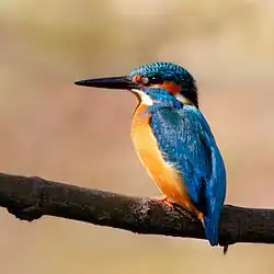 Martin-pêcheur à Osaka.