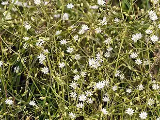 Stellaires graminées.