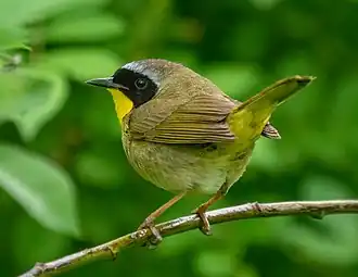 Description de l'image Common yellowthroat in PP (14155).jpg.
