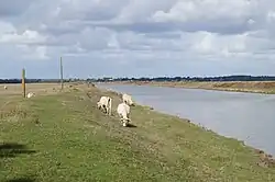 Des Charolaises pâturant dans le communal.