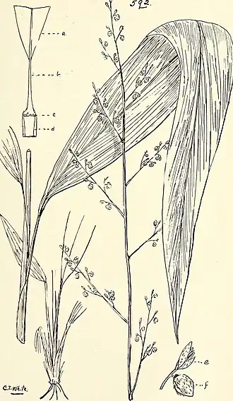 Description de l'image Comprehensive catalogue of Queensland plants, both indigenous and naturalised. To which are added, where known, the aboriginal and other vernacular names; with numerous illustrations, and copious (14782761962).jpg.