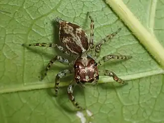 Description de l'image Compsodecta 02.jpg.