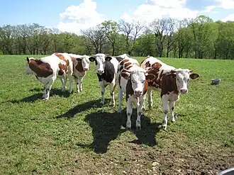 photo couleur de cinq jeunes vaches pie rouges à tête blanche regardant l'objectif.
