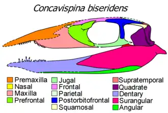 Description de l'image Concavispina skull diagram.png.
