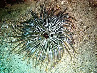 Condylactis aurantiaca