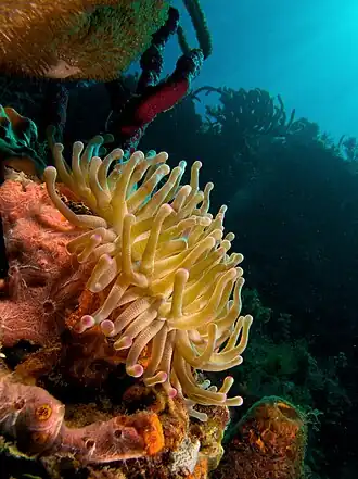 Condylactis gigantea, une Actiniidae.