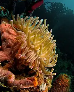 Condylactis gigantea