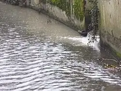 Débouché du ru des gains sur la Bièvre en 2017.