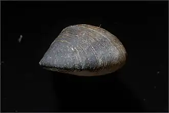 Congeria mulaomerovici (espèce fossile)