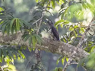 Description de l'image Congo_Serpent_Eagle_from_Kakum_Canopy_Walkway_-_Ghana_14_S4E1475_(16013044717).jpg.