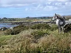 Dans un paysage de landes découpées de bord de mer, un poney gris se tient à l'arrêt regardant vers le large.