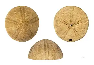 Test dénudé de Conolampas diomedeae (MHNT)