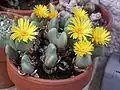 Conophytum ampliatum