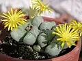 Conophytum bilobum var.
